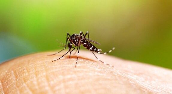 como-afastar-os-mosquitos-da-dengue